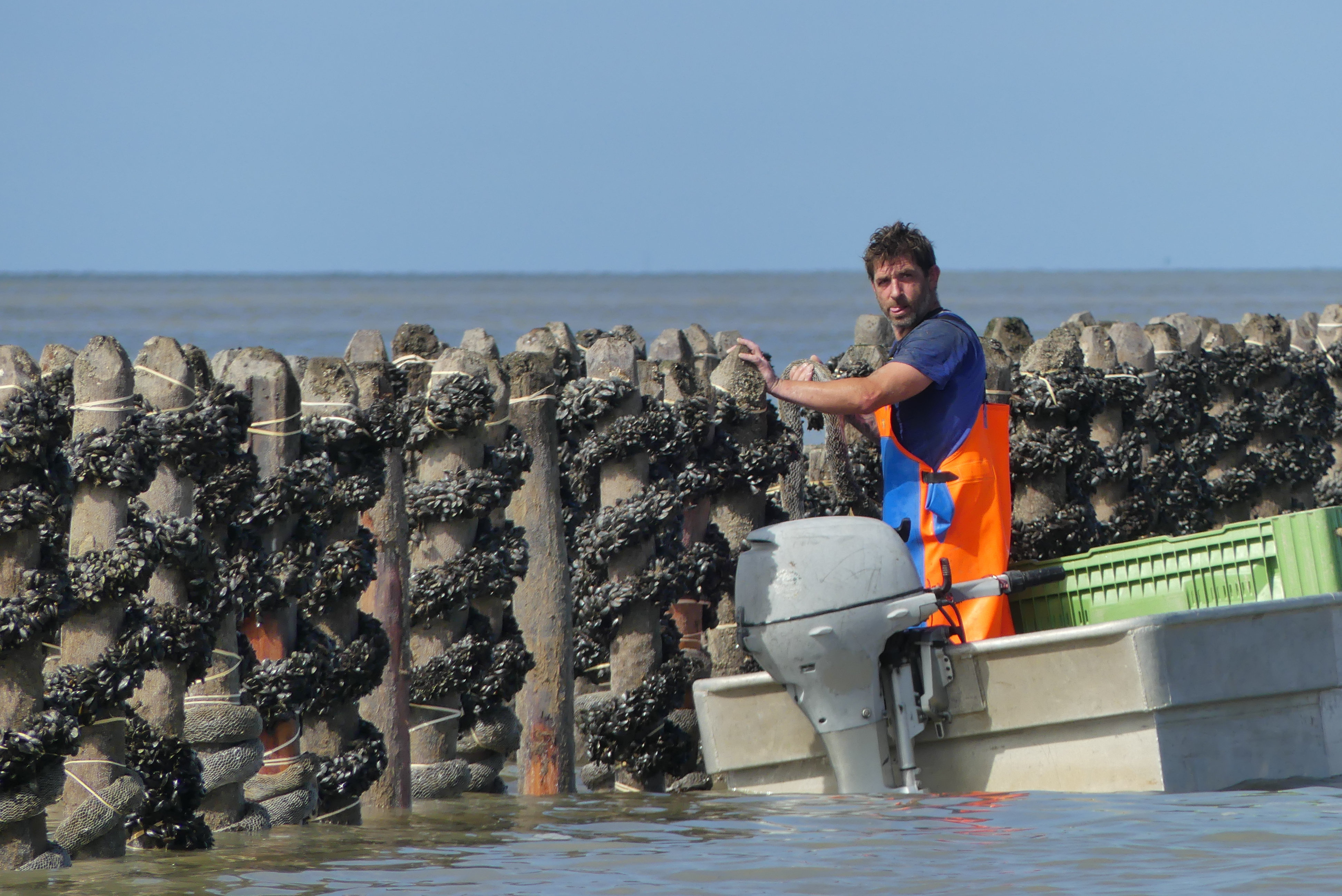 Naissains — croissance